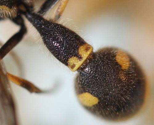 Eumenes sp.